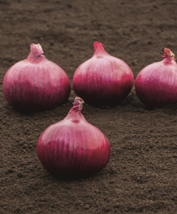 Cebolla Red Wave - Insusemillas