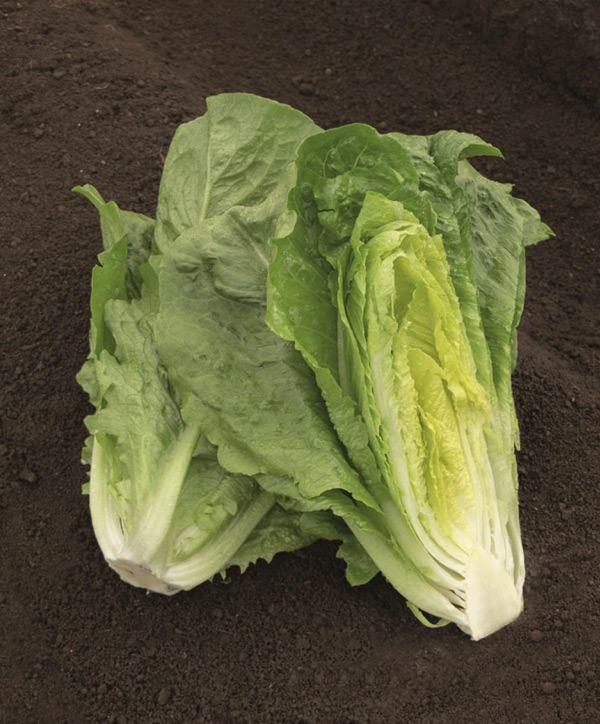 Lechuga Romana Verapaz - Insusemillas