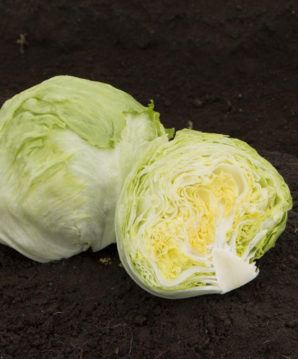 Lechuga Iceber Propice - Insusemillas
