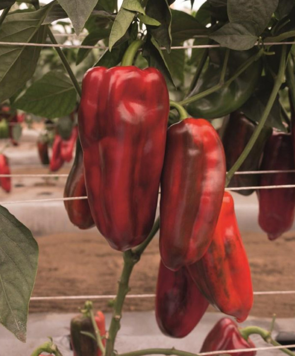 Pimiento Lamuyo Usumacinta F1 - Insusemillas