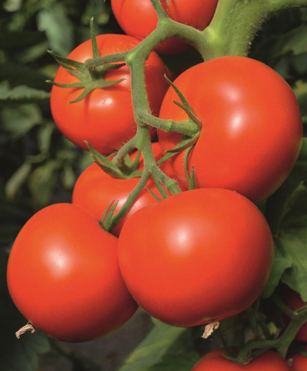 Tomate Toivo F1 - Insusemillas