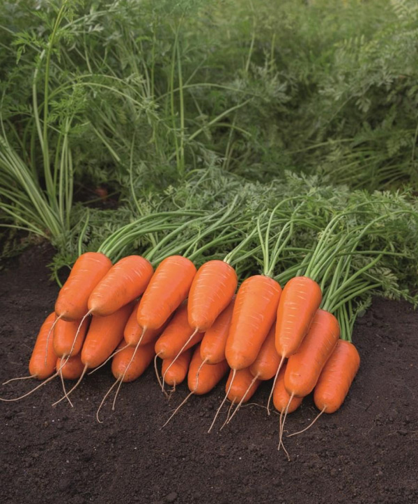 Zanahoria Cascade F1 - Insusemillas