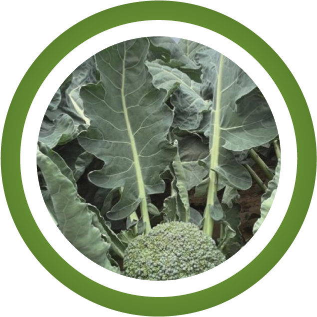 Brócoli Claremont F1 - Insusemillas